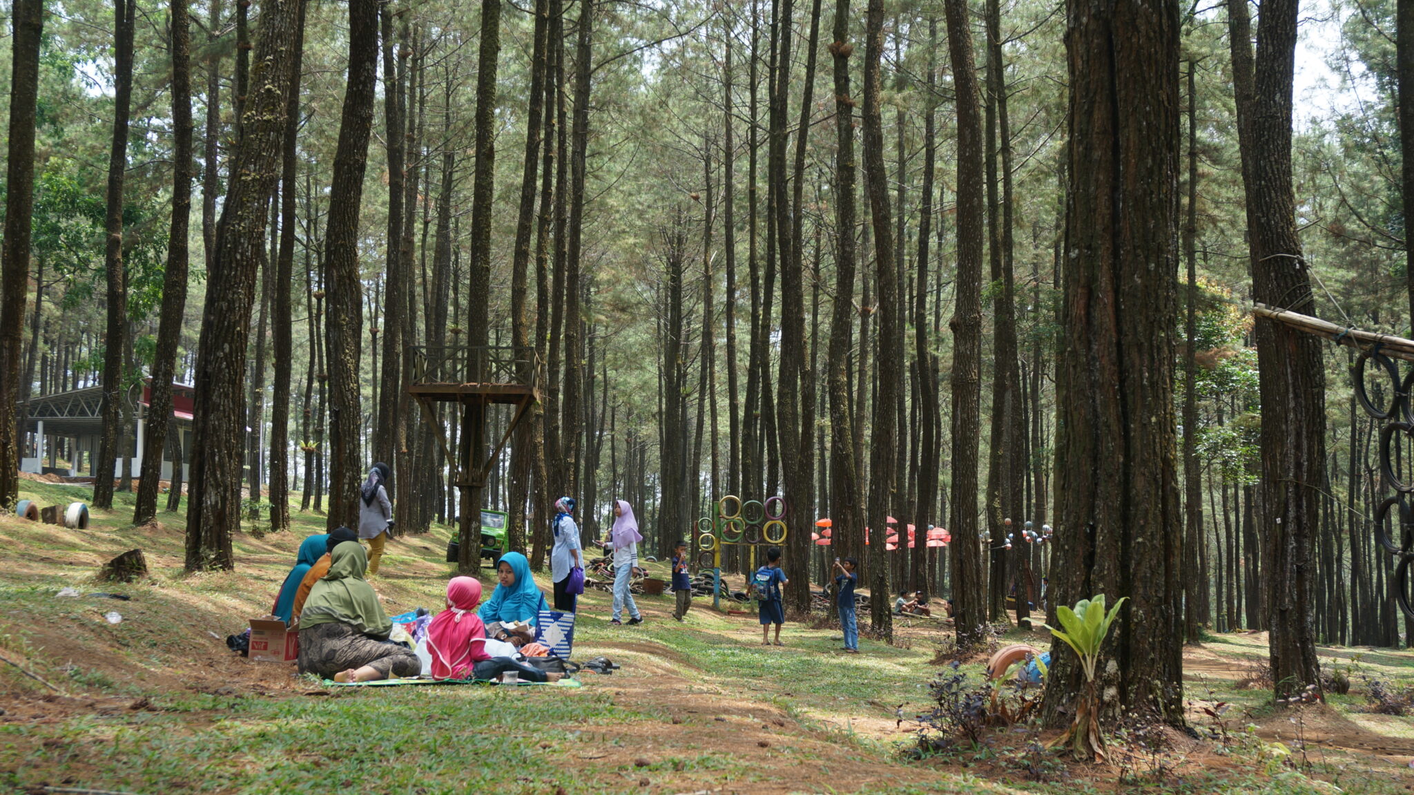 Грин парк сосна. Грин парк сосна горный Алтай. Pine Park.